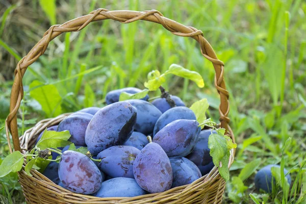 Plums Wooden Basket Green Gras — Stock Photo, Image