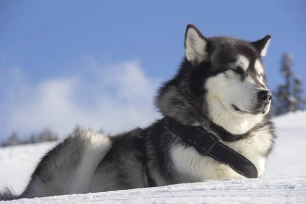 Köpek Kabuğu Açık Havada Kar Üzerinde Yatıyor — Stok fotoğraf