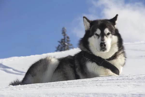 Cáscara Perro Aire Libre Yace Nieve — Foto de Stock