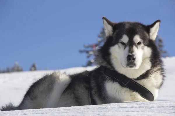 Köpek Kabuğu Açık Havada Kar Üzerinde Yatıyor — Stok fotoğraf