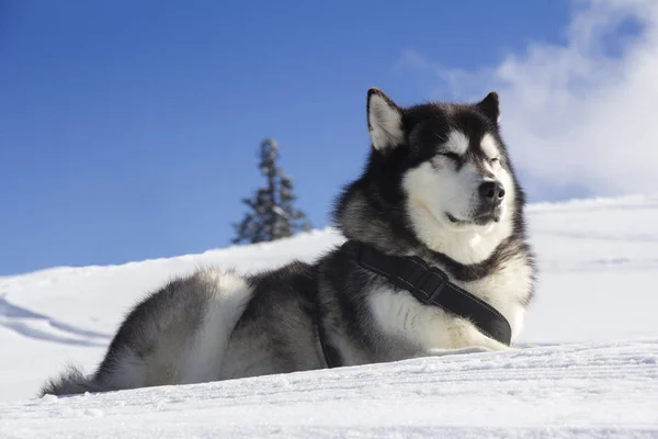 Hond Husk Buitenshuis Ligt Sneeuw — Stockfoto