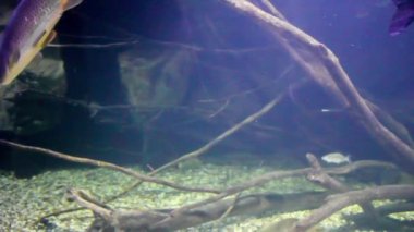 Sualtı, tam Hd video çeşitli tatlı su balığı yüzmek
