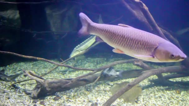 な淡水魚の泳ぐ水中 ビデオ — ストック動画