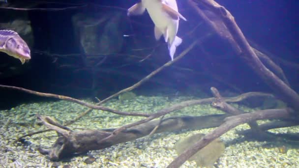 Vários Peixes Água Doce Nadar Subaquático Full Vídeo — Vídeo de Stock