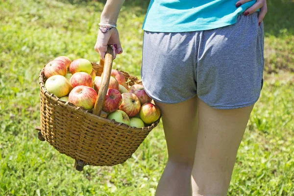 Chica Joven Con Una Cesta Manzanas Garde —  Fotos de Stock