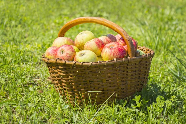 Freshly Red Apples Wooden Basket Green Gras — Stock Photo, Image