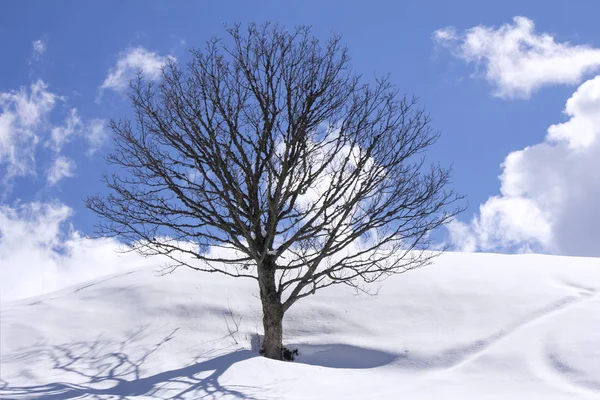 Wolnostojące Drzewa Polu Zima Niebieski — Zdjęcie stockowe