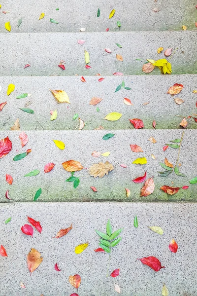 Herfstbladeren op betonnen trappen als achtergrond — Stockfoto