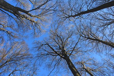 Kayın ağacı orman, aşağıdan, görünümü mavi gökyüzüne doğru