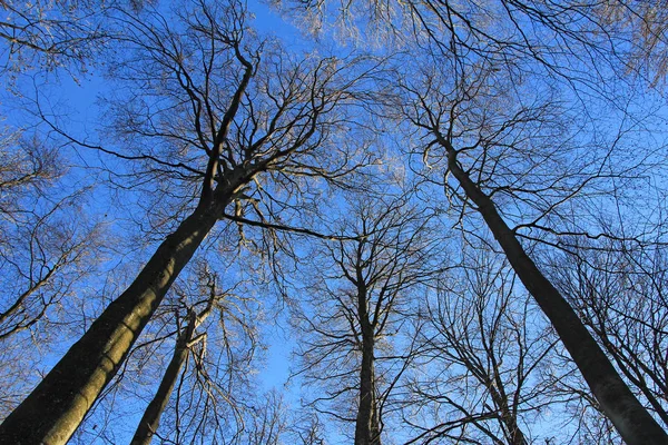Bosque Haya Vista Desde Abajo Hacia Cielo Azul — Foto de Stock