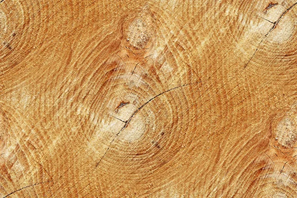 树干的横断面作为一个无缝的木制背景 — 图库照片