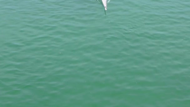 Deux Jeunes Hommes Aviron Ralenti Plein Vidéo — Video