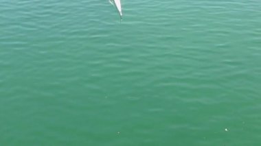 Kürek kadın atlet, yavaş hareket Full HD video