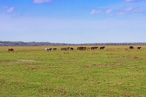 Troupeau de chevaux de pâturage dans une prairie de pâturage dans une ferme de chevaux — Photo