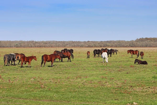 Pastoreo de ganado equino en un prado pastoreo en granja de caballos — Foto de Stock