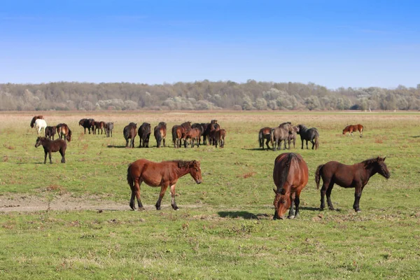 Pastoreo de ganado equino en un prado pastoreo en granja de caballos — Foto de Stock