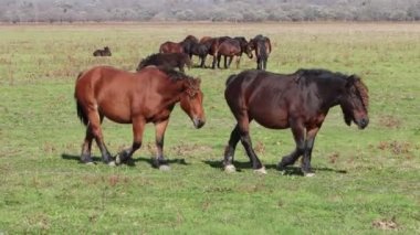 Otlakta otlayan atlar, at çiftliğinde otlayan atlar, 4K video.