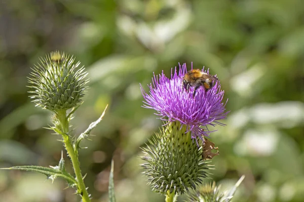 Bumblebee Beautiful Burdock Purple Flower — Stock Photo, Image