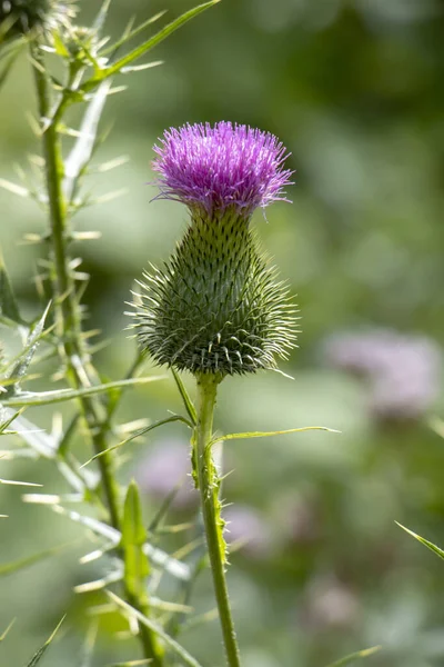 Burdock Thorny Purple Flower Large Herbaceous Old World Plant Daisy — Stock Photo, Image