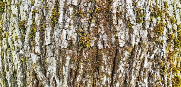绿苔和苔藓的树的白色树皮的结构 如背纹 — 图库照片