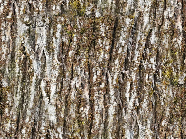 Struktura Bílé Kůry Stromu Zeleným Mechem Lišejníkem Jako Bezešvé Pozadí — Stock fotografie