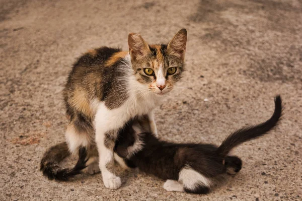 고양이 엄마가 고양이에게 먹이를 야옹거리는 고양이와 귀엽고 고양이 — 스톡 사진