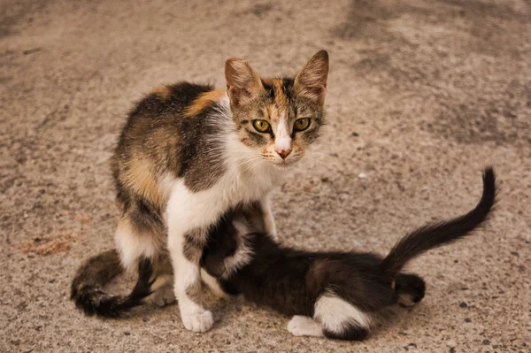 Kattmamman Matar Sin Lilla Kattunge Vilsen Katt Bild Tabby Katt — Stockfoto