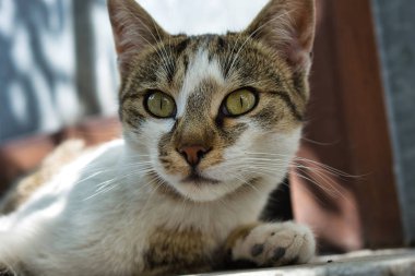 Yakışıklı sokak kedisi kız, hayvan fotoğrafçılığı kadar yakın