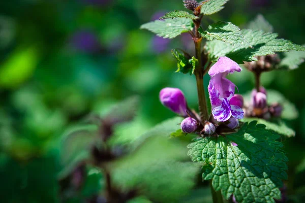 Nahaufnahme Einer Efeu Blume Auf Grünem Hintergrund Aufgenommen Den Österreichischen — Stockfoto