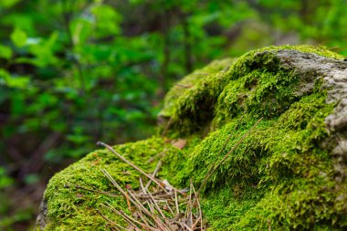 Çam iğneleri ve orman yosunu ile büyümüş günlük yakın çekim fotoğraf