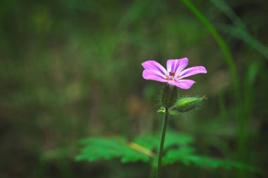Yeşil bulanık arka plan üzerinde pembe bir çiçeğin yakın çekim fotoğrafı