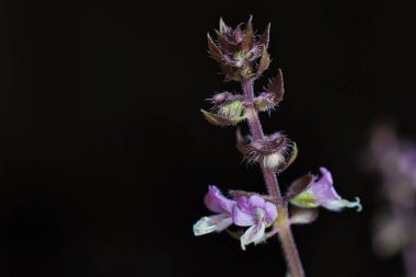 Siyah bir arka plan üzerinde Tay Fesleğen çiçek yakın çekim fotoğraf, Tay fesleğen görüntü