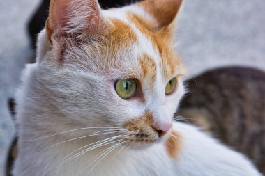 Sarı ve beyaz sokak kedisi, sarı gözlü güzel dişi kedi yakın çekim fotoğraf