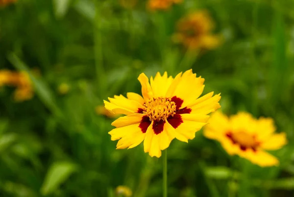 Żółty Wiosenny Kwiat Zielonym Tle Zdjęcie Bliska — Zdjęcie stockowe
