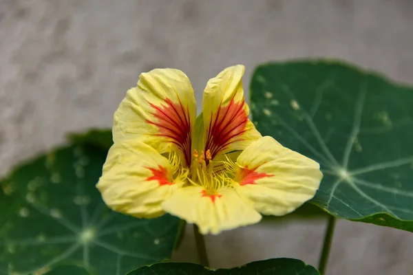 Gelbe Und Orangefarbene Frühlingsblume Gelbe Romantische Blume — Stockfoto