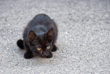 Genç siyah sokak kedisi, siyah renkli sevimli erkek kedi. 