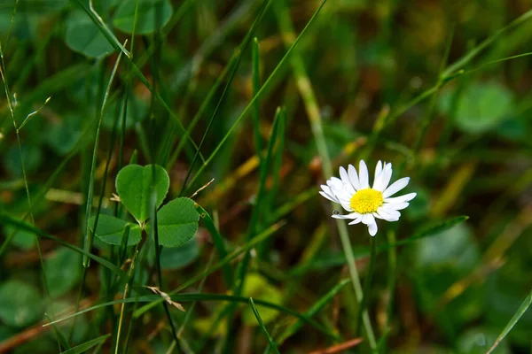 Oko Stokrotka Kwiat Kroplą Deszczu Otoczony Koniczynami Trawą — Zdjęcie stockowe