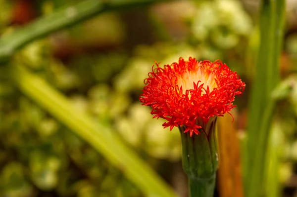 Fiore Tropicale Primaverile Rosso Foto Vicino — Foto Stock