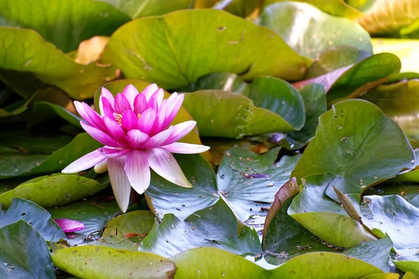 Lys Eau Avec Des Feuilles Vertes Dans Petit Comme Nymphaea — Photo