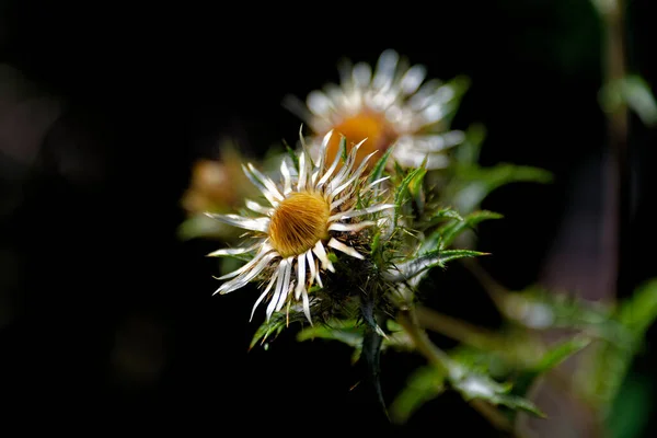 Två Höst Torra Blommor Svart Bakgrund Närbild Foto — Stockfoto