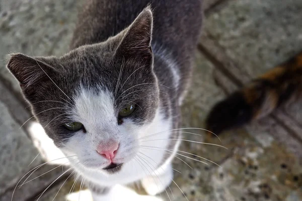 Young Stray Cat Male White Grey Colors Close Photo — Stock Photo, Image