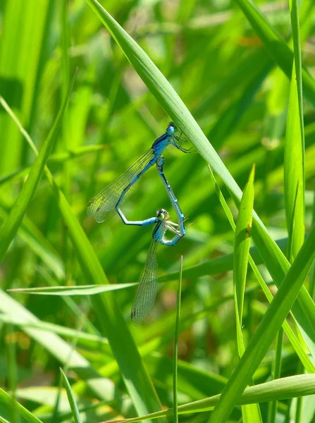 Photo Couple Beautiful Damselflies Mating Grass — Stock Photo, Image
