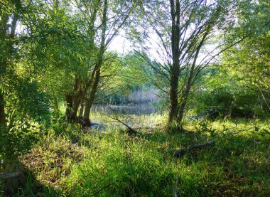 Küçük gölet yanında zengin bitki örtüsünün fotoğrafı