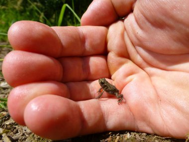 İnsan bir yandan oturan küçük şirin bir kurbağa fotoğrafı
