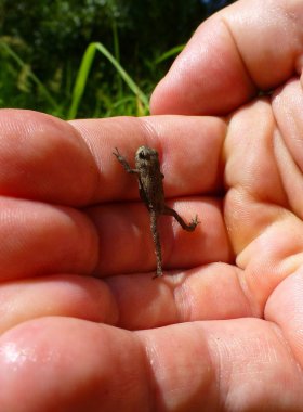 Küçük kahverengi kurbağa duran bir yandan fotoğraf