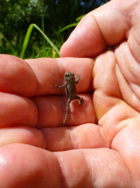 İnsan bir yandan tırmanma küçük kurbağa fotoğrafı