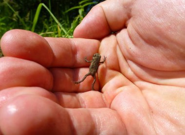 Bir insan eline tırmanan küçük kahverengi kurbağa fotoğrafı