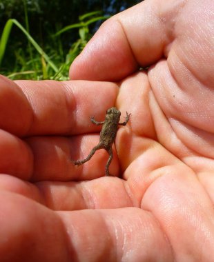Sevimli küçük kahverengi kurbağa insan bir yandan tırmanma fotoğrafı