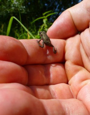 Fotoğraf biraz kahverengi kurbağa insan bir yandan tırmanma