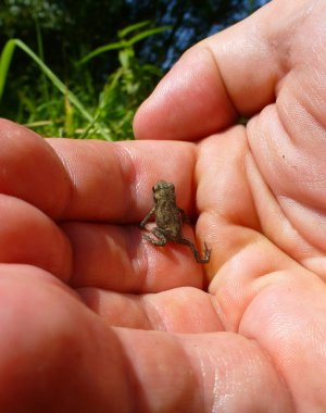 Şirin, küçük bir kurbağa insan bir yandan tırmanma fotoğrafı